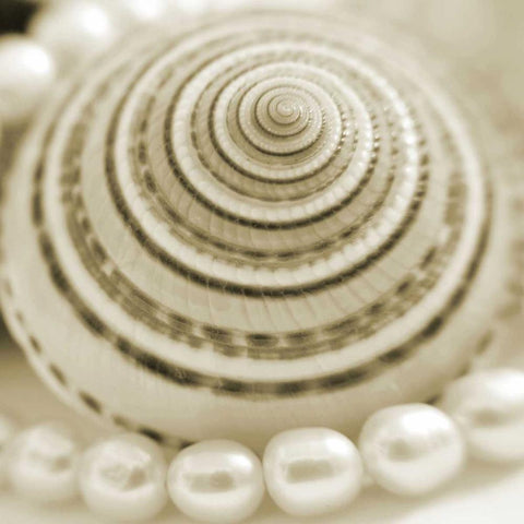 Shells and Pearls 1 Black Modern Wood Framed Art Print with Double Matting by PhotoINC Studio