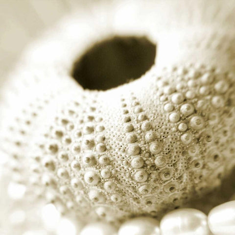Shells and Pearls 2 Black Modern Wood Framed Art Print by PhotoINC Studio