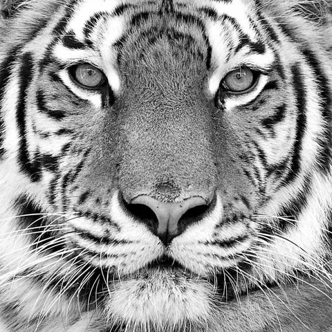 Tiger Black Modern Wood Framed Art Print by PhotoINC Studio