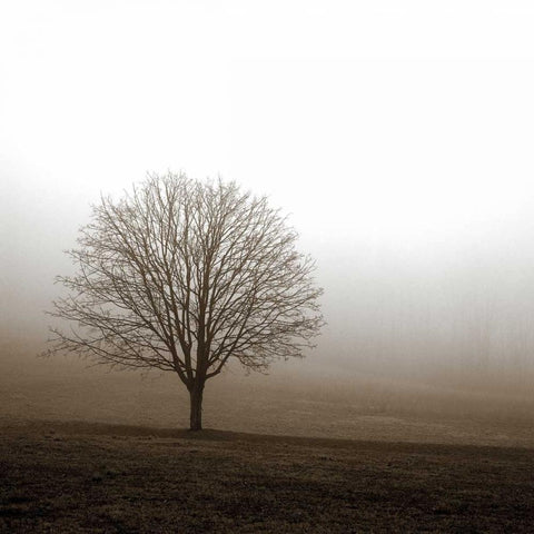 Tree in Mist 1 White Modern Wood Framed Art Print with Double Matting by PhotoINC Studio