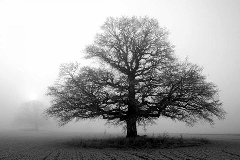 Tree in Mist 2 Black Ornate Wood Framed Art Print with Double Matting by PhotoINC Studio