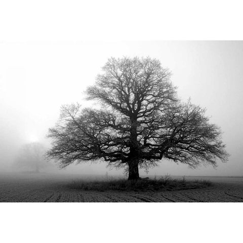 Tree in Mist 2 White Modern Wood Framed Art Print by PhotoINC Studio
