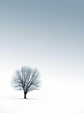 Tree in Winterscape White Modern Wood Framed Art Print with Double Matting by PhotoINC Studio