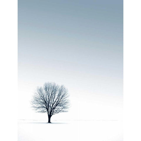 Tree in Winterscape Black Modern Wood Framed Art Print with Double Matting by PhotoINC Studio