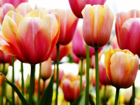 Tulip White Modern Wood Framed Art Print with Double Matting by PhotoINC Studio