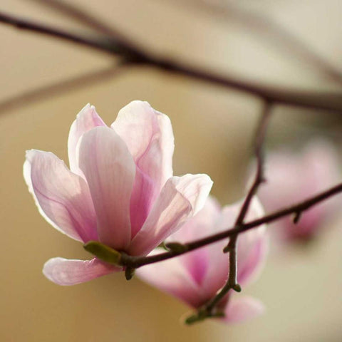 Tulip Tree 1 White Modern Wood Framed Art Print by PhotoINC Studio