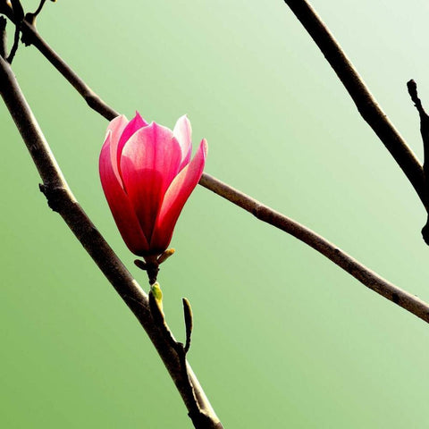 Tulip Tree 3 Black Modern Wood Framed Art Print with Double Matting by PhotoINC Studio