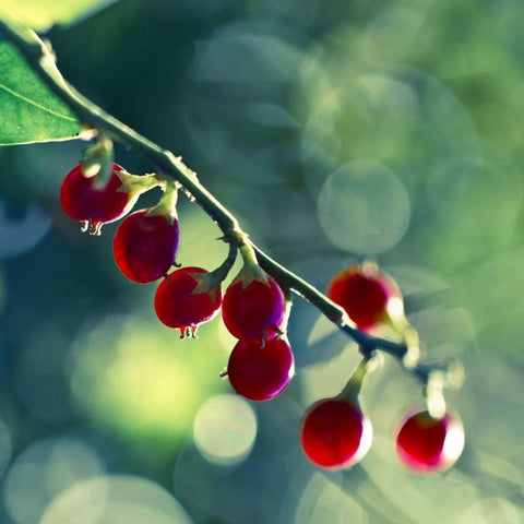 Luscious Black Ornate Wood Framed Art Print with Double Matting by Price, Melanie Alexandra