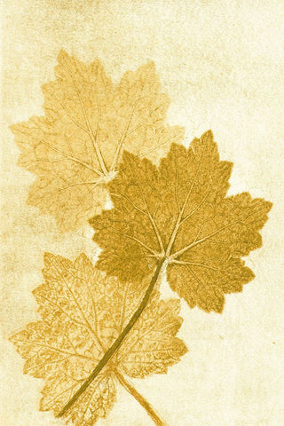 Alumroo Amber Black Modern Wood Framed Art Print by Folcarelli, Pernille