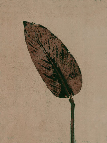 Calathea Brown Black Ornate Wood Framed Art Print with Double Matting by Folcarelli, Pernille