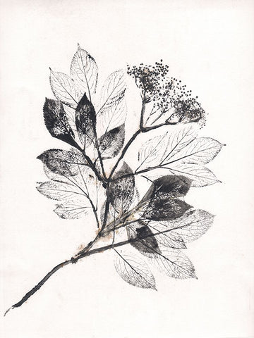 Elder BW Black Modern Wood Framed Art Print by Folcarelli, Pernille