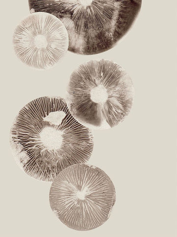 Mushroom 6 Light Brown Black Ornate Wood Framed Art Print with Double Matting by Folcarelli, Pernille