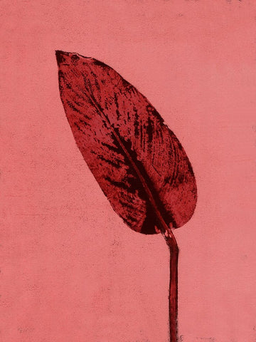 Calathea Red White Modern Wood Framed Art Print with Double Matting by Folcarelli, Pernille