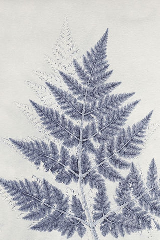 Chevril 1 Black Ornate Wood Framed Art Print with Double Matting by Folcarelli, Pernille