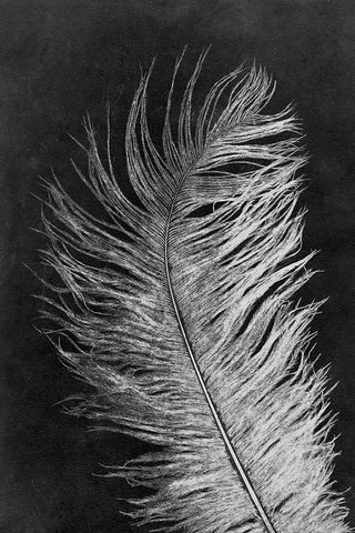 Feather 3 Dark Black Ornate Wood Framed Art Print with Double Matting by Folcarelli, Pernille
