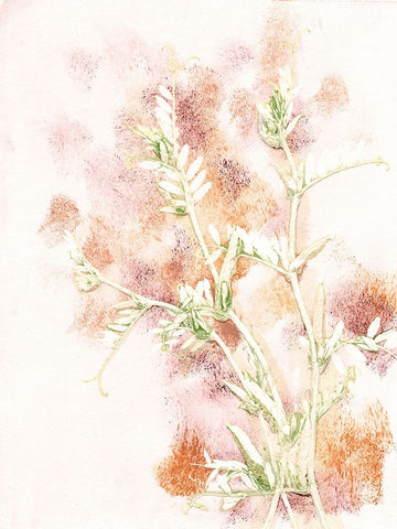 Vicia 2 Multi Black Ornate Wood Framed Art Print with Double Matting by Folcarelli, Pernille