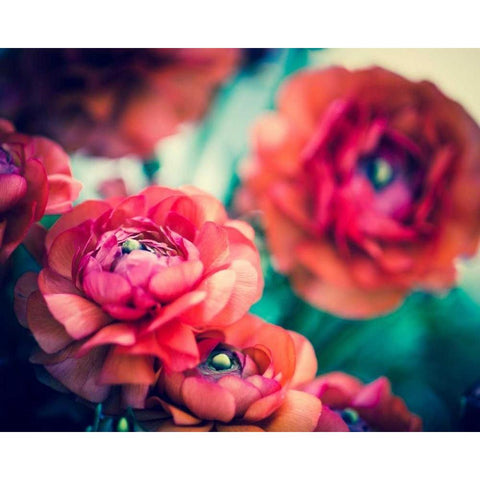 Ranunculi Gold Ornate Wood Framed Art Print with Double Matting by Quintero, Sonja