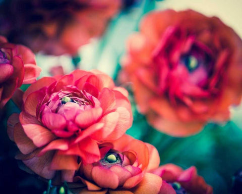 Ranunculi Black Ornate Wood Framed Art Print with Double Matting by Quintero, Sonja