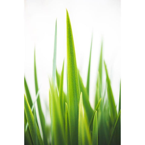 Blades of Green No. 1 White Modern Wood Framed Art Print by Quintero, Sonja