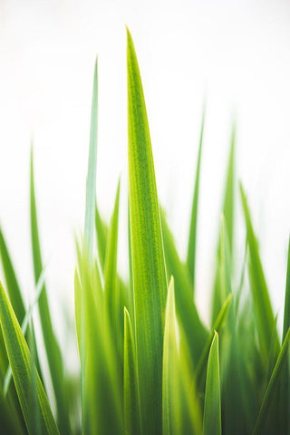 Blades of Green No. 1 White Modern Wood Framed Art Print with Double Matting by Quintero, Sonja