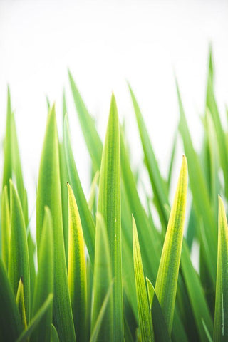 Blades of Green No. 2 White Modern Wood Framed Art Print with Double Matting by Quintero, Sonja