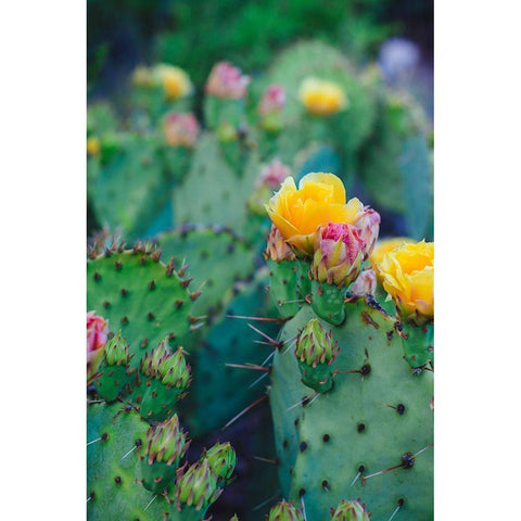 Spring Cacti No. 1 Gold Ornate Wood Framed Art Print with Double Matting by Quintero, Sonja