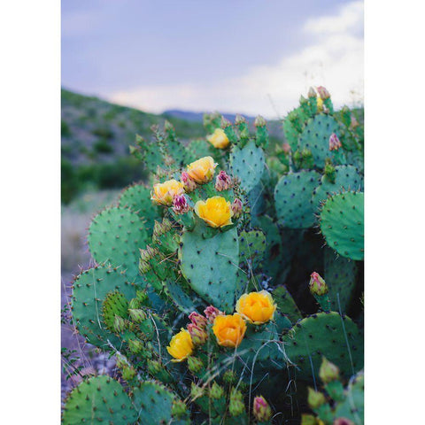 Spring Cacti No. 2 Black Modern Wood Framed Art Print by Quintero, Sonja