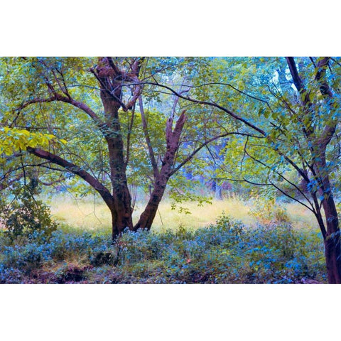 Forgotten Day Dreams White Modern Wood Framed Art Print by Rivera, John