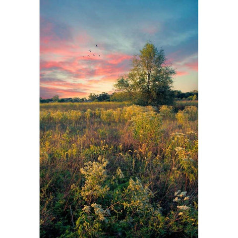 Grateful for The Day White Modern Wood Framed Art Print by Rivera, John