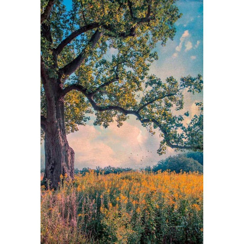 Where I Daydream Black Modern Wood Framed Art Print with Double Matting by Rivera, John