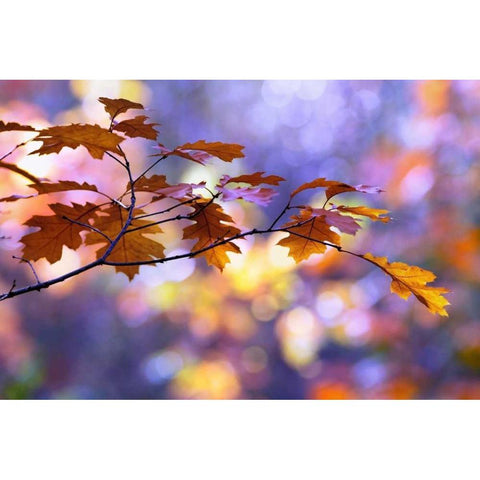 United Colors of Autumn Gold Ornate Wood Framed Art Print with Double Matting by Raimond, Roeselien