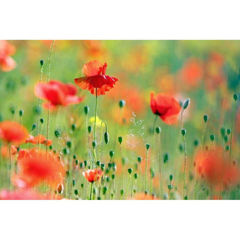 United Colors of Summer Black Modern Wood Framed Art Print with Double Matting by Raimond, Roeselien