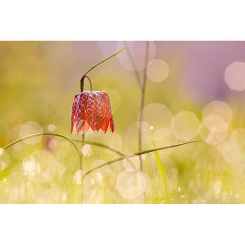 Fairy World I White Modern Wood Framed Art Print by Raimond, Roeselien