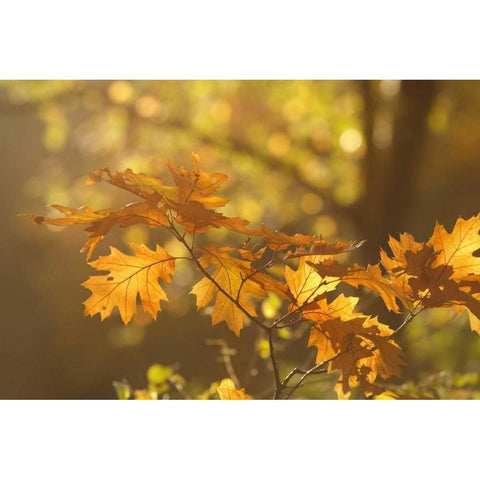 Autumn Light Gold Ornate Wood Framed Art Print with Double Matting by Raimond, Roeselien