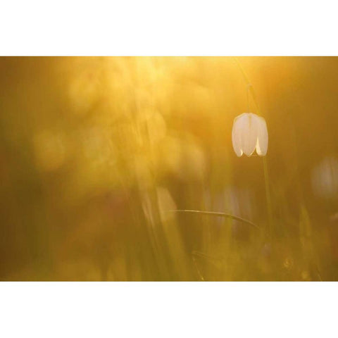 Golden White Modern Wood Framed Art Print by Raimond, Roeselien