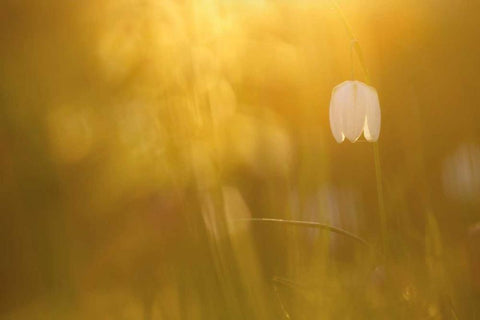 Golden Black Ornate Wood Framed Art Print with Double Matting by Raimond, Roeselien