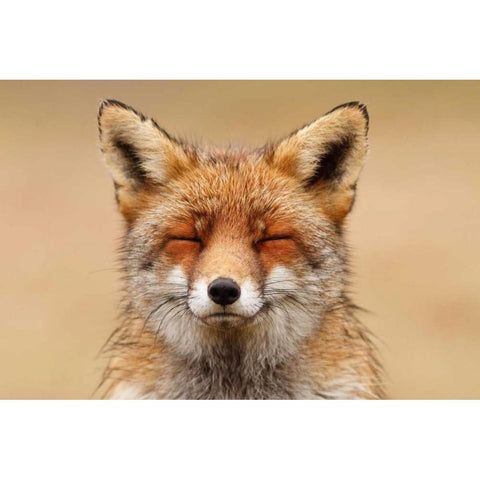 Zen Fox Red Portrait Black Modern Wood Framed Art Print by Raimond, Roeselien