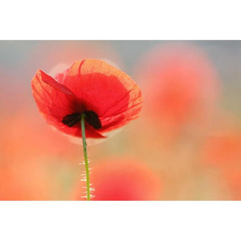 Poppy Dream Black Modern Wood Framed Art Print with Double Matting by Raimond, Roeselien