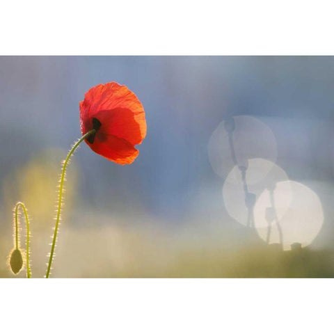 Echoes Black Modern Wood Framed Art Print with Double Matting by Raimond, Roeselien