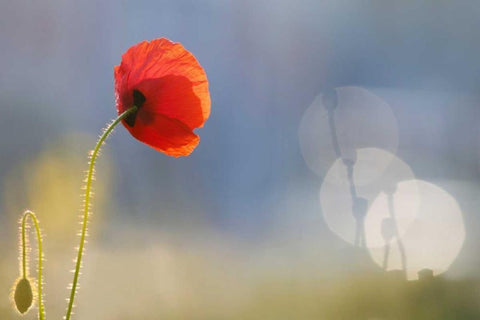 Echoes Black Ornate Wood Framed Art Print with Double Matting by Raimond, Roeselien