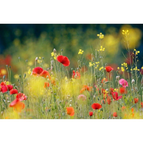 Just a Perfect Day Gold Ornate Wood Framed Art Print with Double Matting by Raimond, Roeselien