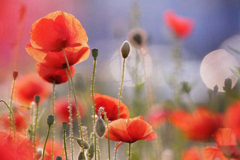 Poppy Delight White Modern Wood Framed Art Print with Double Matting by Raimond, Roeselien