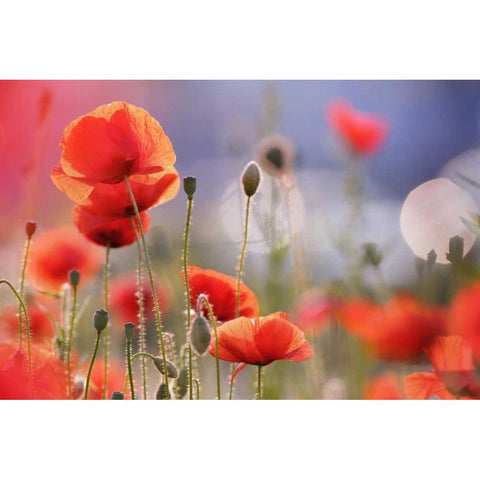Poppy Delight Black Modern Wood Framed Art Print with Double Matting by Raimond, Roeselien