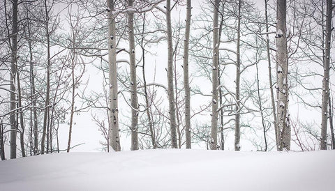 Behind Cloister Doors White Modern Wood Framed Art Print with Double Matting by Rogers, Eunika