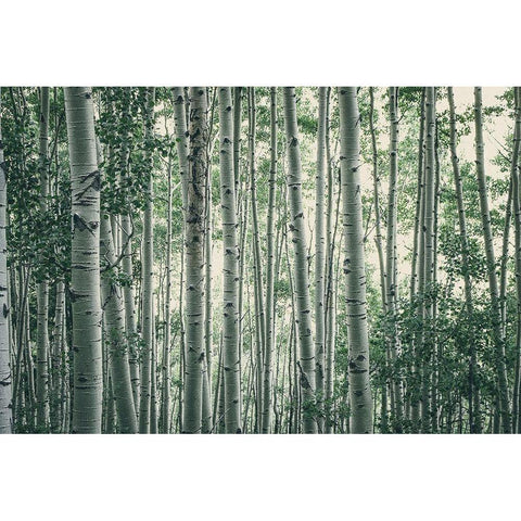 Obscured By Alters White Modern Wood Framed Art Print by Rogers, Eunika