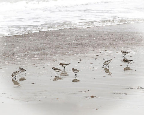 Sandpipers White Modern Wood Framed Art Print with Double Matting by Ryan, Brooke T.
