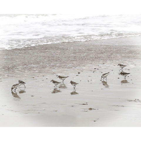 Sandpipers Black Modern Wood Framed Art Print by Ryan, Brooke T.