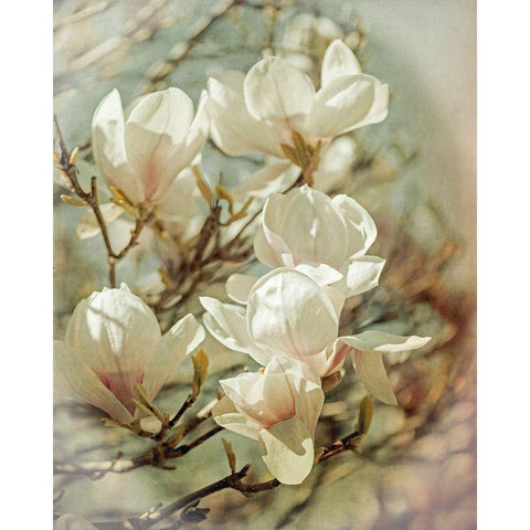 Vintage Inspired Magnolias Black Modern Wood Framed Art Print with Double Matting by Ryan, Brooke T.