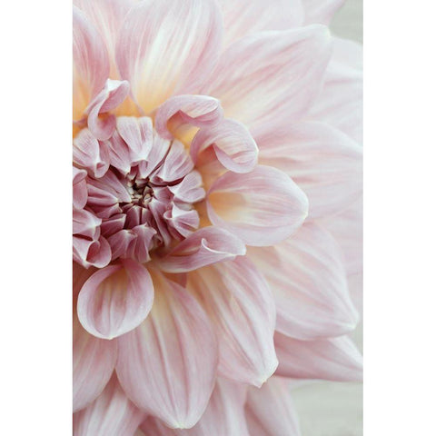 Blush Pink Dahlia Black Modern Wood Framed Art Print by Ryan, Brooke T.