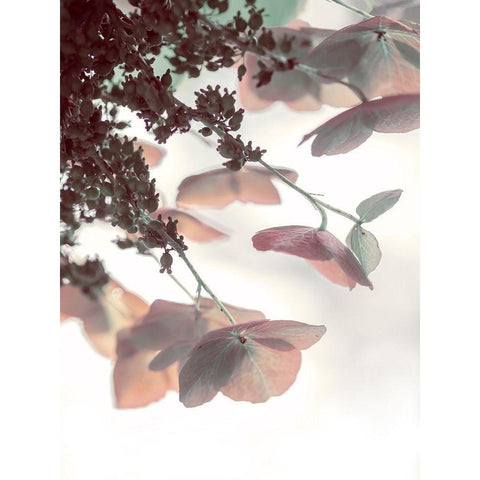 Pink And Aqua Hydrangeas Gold Ornate Wood Framed Art Print with Double Matting by Ryan, Brooke T.